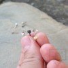Малки сребърни обеци Pin - кубчета оксидирано сребро
